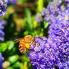 ABEILLE. Au jardin le 24 mai. Fay d'Or (sur lilas de Californie).OLIVIER HENRY